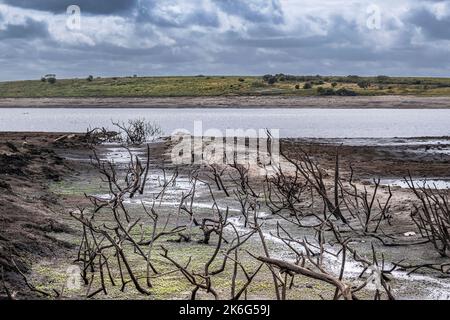 Dürrezustände und rückläufige Wasserstände setzen die Überreste von skelettartigen toten Bäumen im Colliford Lake Reservoir auf Bodmin Moor in Cornwall im aus Stockfoto