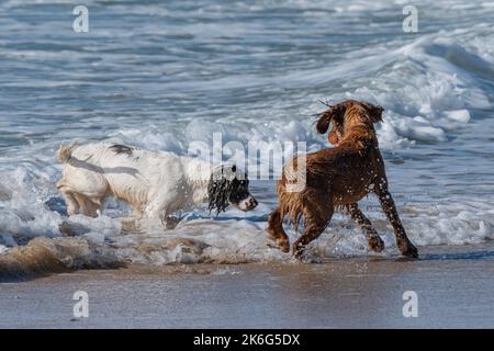 Zwei Sprocker Spaniel-Hunde genießen die Freiheit, am Fistral Beach in Newquay in Cornwall in Großbritannien vor der Bleileine zu laufen. Stockfoto