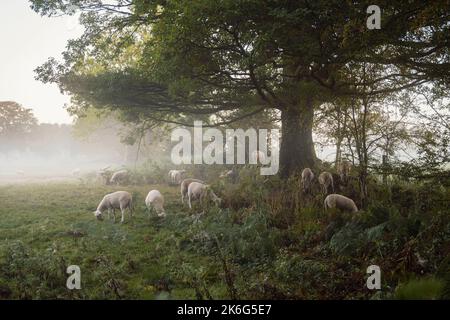 Schafe weiden an einem nebligen Herbstmorgen in Wales. Stockfoto