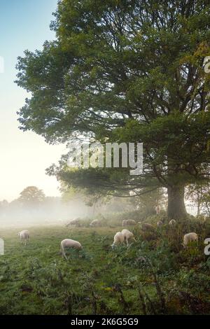 Schafe weiden an einem nebligen Herbstmorgen in Wales. Stockfoto