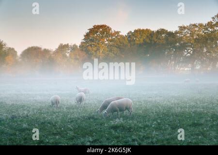 Schafe weiden an einem nebligen Herbstmorgen in Wales. Stockfoto