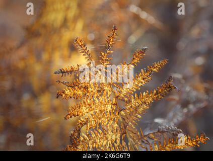 Beleuchtetes goldbraunes braunes Laub im Herbst Stockfoto