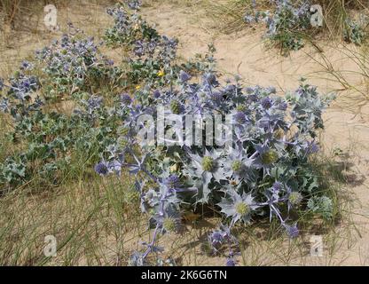 Eryngium maritimum oder Sea Holly wächst am Strand Stockfoto