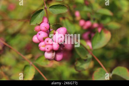 Pink Snowberry oder Symphoricarpos doorenbosii „Mother of Pearl“ in Fruit im September Stockfoto