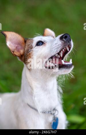 Der Kopf des Jack Russell Hundes mit offenem Mund blickt vor den Hintergrund von verschwommenem Gras. Geringe Schärfentiefe. Draufsicht. Vertikales Foto. Stockfoto