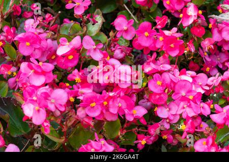 Begonia semperflorens eine jährlich im Sommer blühende Pflanze mit einer roten, rosafarbenen Sommerblüte, die allgemein als Wachs-Begonia bekannt ist, Stockfoto Stockfoto