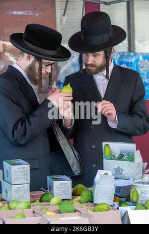 Zur Vorbereitung auf den Feiertag von Sukkos untersuchen 2 orthodoxe Juden Eschrogen, um sicher zu sein, dass es keine Unvollkommenheiten gibt. In Brooklyn, New York. Stockfoto