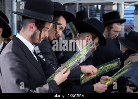 In Vorbereitung auf den Urlaub in Sukkos untersuchen orthodoxe jüdische Männer Hadasim - Myrtenzweige -, die in Sukkot-Diensten verwendet werden sollen. In Brooklyn, New York. Stockfoto