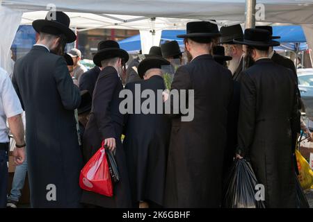 In Vorbereitung auf den Urlaub in Sukkos untersuchen anonyme orthodoxe jüdische Männer Hadasim - Myrtenzweige -, um in Sukkot-Diensten eingesetzt zu werden. In Brooklyn, NYC Stockfoto