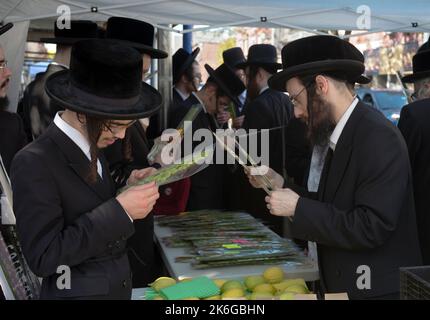 In Vorbereitung auf den Urlaub in Sukkos untersuchen orthodoxe jüdische Männer Hadasim - Myrtenzweige -, die in Sukkot-Diensten verwendet werden sollen. In Brooklyn, New York. Stockfoto