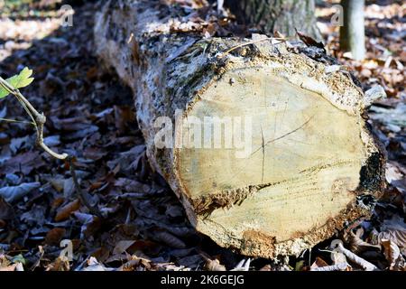 Auf dem Herbstteppich ist ein Baum zu Boden gefallen, der im Wald geschnitten wurde. Stockfoto