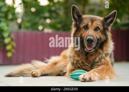 Porträt eines Schäferhundes, der neben ihr liegt, grün blaues Gummikugelspielzeug. Hund schaut auf die Kamera. Stockfoto