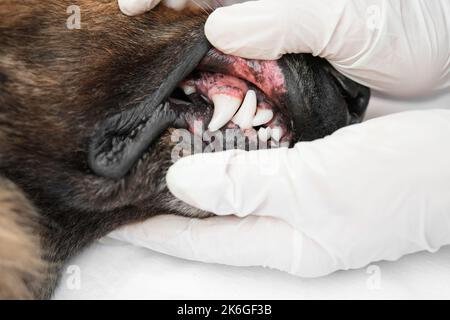 Tierarzt in medizinischen Handschuhen Überprüfung alten Schäferhund Zähne. Nahaufnahme. Stockfoto