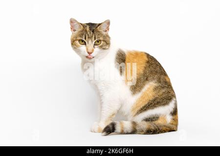 Die dreifarbige Calico-Katze sitzt im Profil, schaut auf die Kamera und leckt ihre Lippen auf hellgrauem Hintergrund. Stockfoto