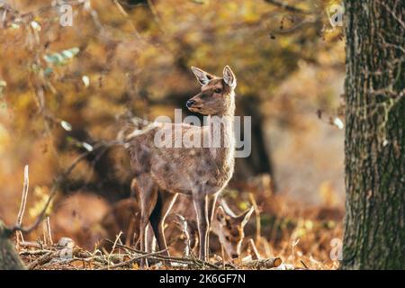 Ein Rotwild hütet sich im Herbst im Wald. Stockfoto