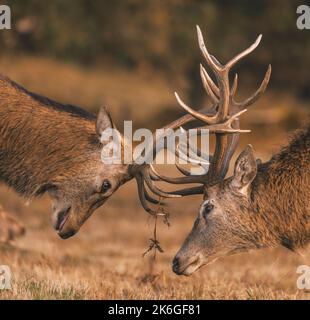 Eine vertikale Nahaufnahme von zwei kämpfenden Hirschen während der Rut. Cervus elaphus. Stockfoto