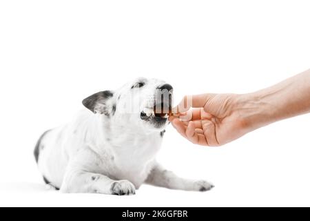 Nahaufnahme eines niedlichen schwarz-weißen Hundes, der auf einem Hund in Knochenform aus der Hand des Besitzers liegt und beißt. Isoliert auf Weiß. Stockfoto