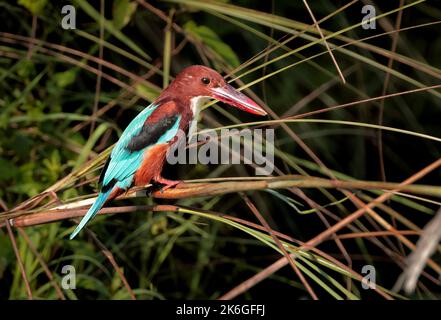 Weißkehlenfischer, auch bekannt als Weißkehlenfischer, ist ein in Asien weit verbreiteter Baumkehler. Stockfoto