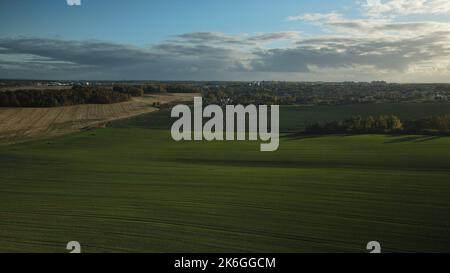 Landwirtschaftliche Kulturpflanzen. Feld mit grünen Sprossen. Winterkultur. An den Rändern des Feldes befindet sich ein Wald mit vergilbten Herbstblättern. Luftaufnahmen Stockfoto