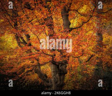 Eine schöne Aussicht auf Herbstbäume im Wald in Burnham Beeches, England Stockfoto