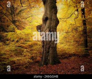 Eine schöne Aussicht auf Herbstbäume im Wald in Burnham Beeches, England Stockfoto