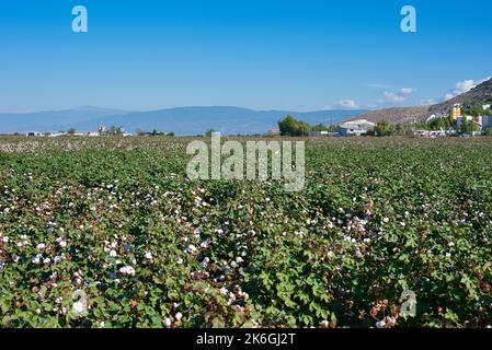 Offene Baumwoll-Molls, Baumwolle bereit für die Ernte. Thessalien, Griechenland . Stockfoto