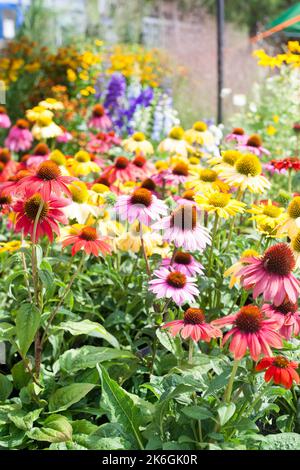 Koneblüten Echinacea in einer Vielzahl von Farben insektenfreundlich lange blühende Stauden ideale bienenfreundliche und alternative Heilpflanze für Naturalis Stockfoto