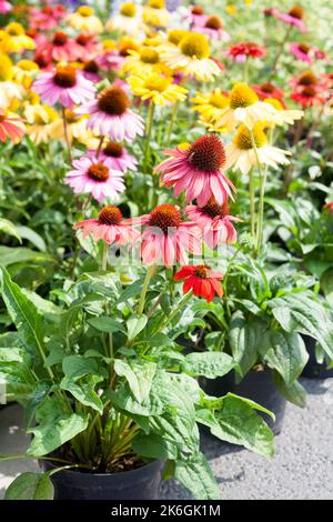 Koneblüten Echinacea in einer Vielzahl von Farben insektenfreundlich lange blühende Stauden ideale bienenfreundliche und alternative Heilpflanze für Naturalis Stockfoto