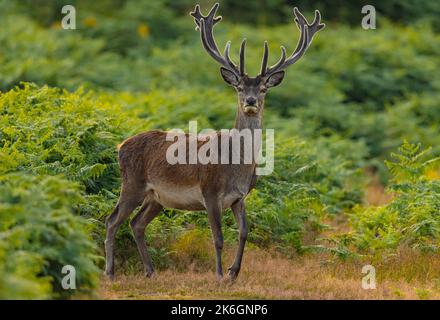 Ein männlicher Rothirsch mit Samtgeweih steht auf der Wiese und schaut auf die Kamera. Stockfoto