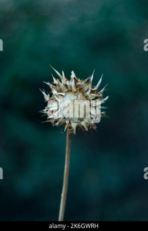 Trockene Borriqueo Distel Onopordum acanthium isoliert mit grünem Hintergrund in vertikaler Stockfoto