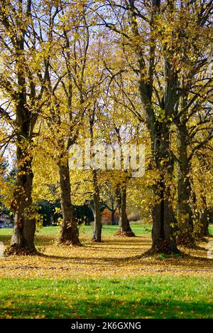 Linden in einer Reihe neben dem Fußweg in einem öffentlichen Park im Herbst. Stockfoto