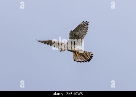 Ein gewöhnlicher Turmfalke, Falco tinnunculus, der im Flug schwebt. Stockfoto