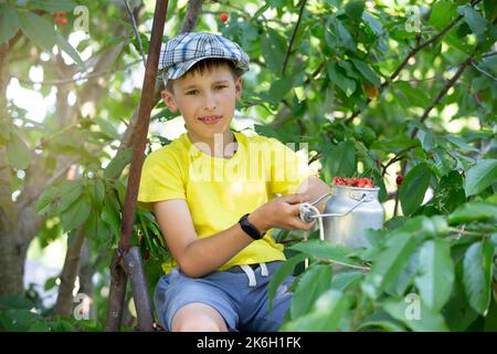 Das Kind pflückt Kirschen im Garten. Kleiner Junge reißt süße Kirsche von einem Baum im Garten. Selektiver Fokus. Stockfoto