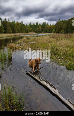 Ein Hund spielt in einem Feuchtteich im Three Springs LandTrust Preserve, Door County, Wisconsin, fetch Stockfoto