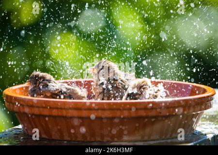 An einem heißen Sommertag baden und planschen die Spatzen im Vogelbad. Stockfoto