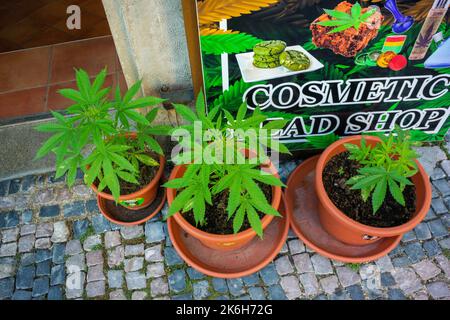 Prag, Tschechische Republik, Marihuana-Shop, Detail, Hanfpflanzen auf der Straße, Einkaufen, Geschäft, legale Drogen, Cannabis-Shop Stockfoto