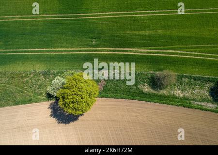 Sträucher auf Feld Stockfoto