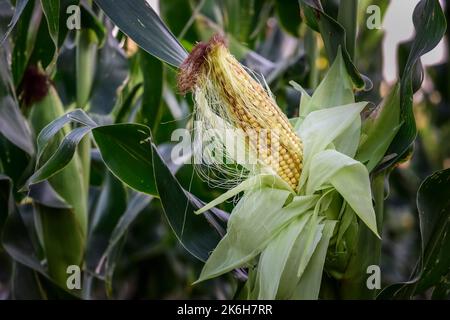 Maisanbau in der argentinischen Landschaft Stockfoto