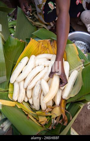 Die ostafrikanische Highland Banana, eine stärkehaltige, herzhafte Banane, die lokal als Matoke bekannt ist, ist ein Grundnahrungsmittel in Zentral- und Westugandand, Ostafrika. Stockfoto