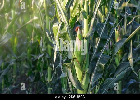 Maisanbau in der argentinischen Landschaft Stockfoto