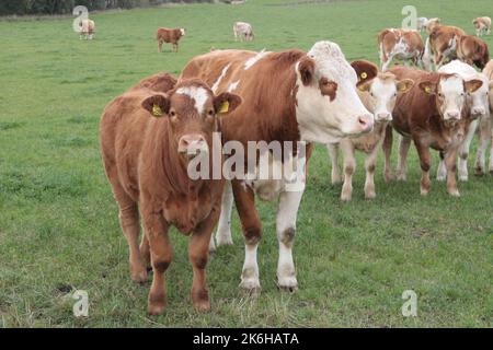 Herde von Ayrshire Kühen in einem Féd. Braune und weiße Milchkühe. Kühe zum Melken gezüchtet Stockfoto