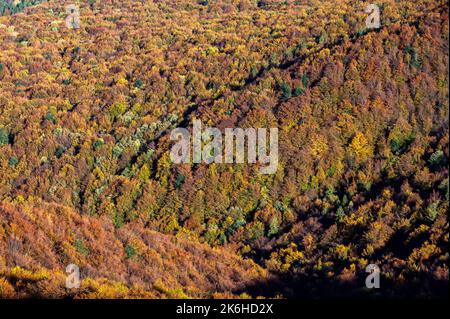 Herbstfärbung in den Bergen, Nationalpark Bieszczady, Karpaten, Polen. Stockfoto