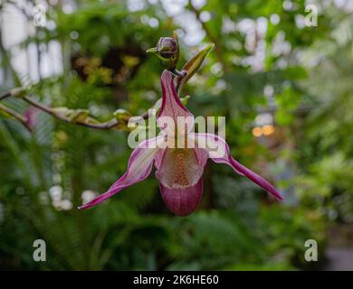 Orchidee (Phragmipedium x dorminianum). Sie ist in Mittel- und Südamerika beheimatet. Baden Württemberg, Deutschland. Baden Württemberg, Deutschland, Euro Stockfoto