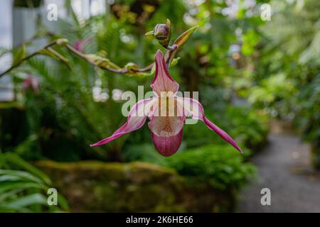 Orchidee (Phragmipedium x dorminianum). Sie ist in Mittel- und Südamerika beheimatet. Baden Württemberg, Deutschland. Baden Württemberg, Deutschland, Euro Stockfoto