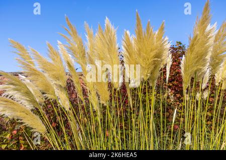 Cortaderia selloana oder hohes Pampagras, blühende Pflanze in der Familie der Poaceae. Stockfoto