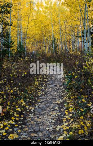 Herrliche Herbstlandschaft in der Nähe des Sundance Ski Resorts, Utah, USA. Vom Stewart Falls Trail aus gesehen. Stockfoto