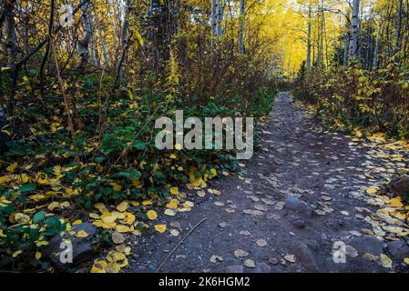 Herrliche Herbstlandschaft in der Nähe des Sundance Ski Resorts, Utah, USA. Vom Stewart Falls Trail aus gesehen. Stockfoto