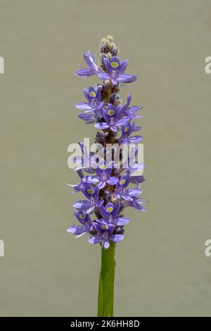 Schöne Lavendel blaue Blume der Wasserpflanze pontederia cordata aka pickerelweed auf hellem Hintergrund Stockfoto