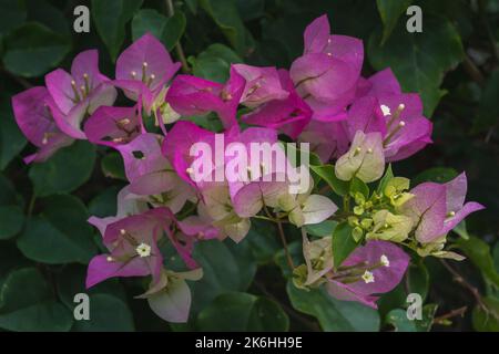 Nahaufnahme von farbenprächtigen rosa und violetten Deckblättern und weißen Blüten tropischer Bougainvillea-Sträucher, die im Freien blühen Stockfoto