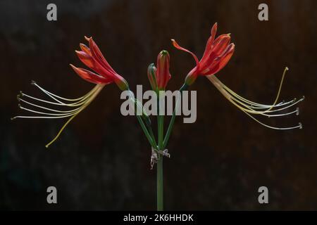 Nahaufnahme der leuchtend orangefarbenen tropischen Blumenzwiebelblume Eucrosia bicolor oder peruanischen Lilie im Garten im Freien isoliert in hellem Sonnenlicht auf dunklem Hintergrund Stockfoto